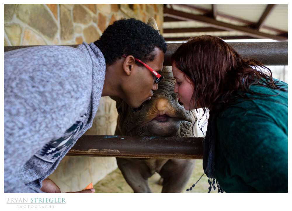 engaged couple kissing a rhino