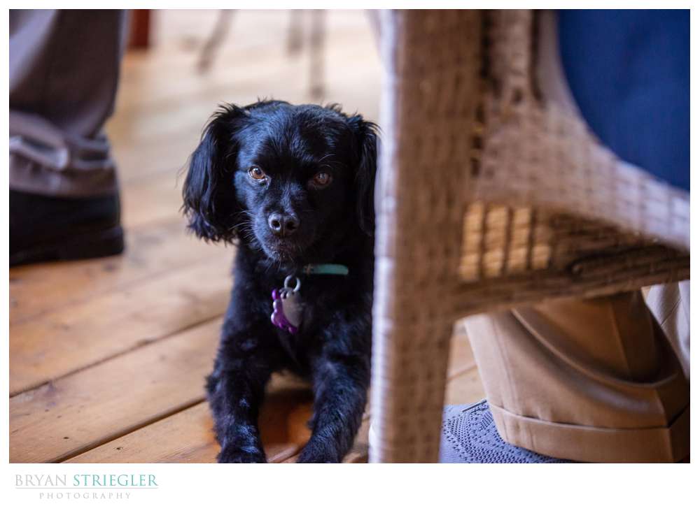 dog at wedding