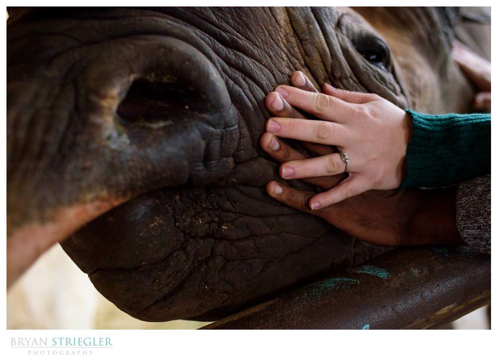 engagement photo with wedding rings and a rhino