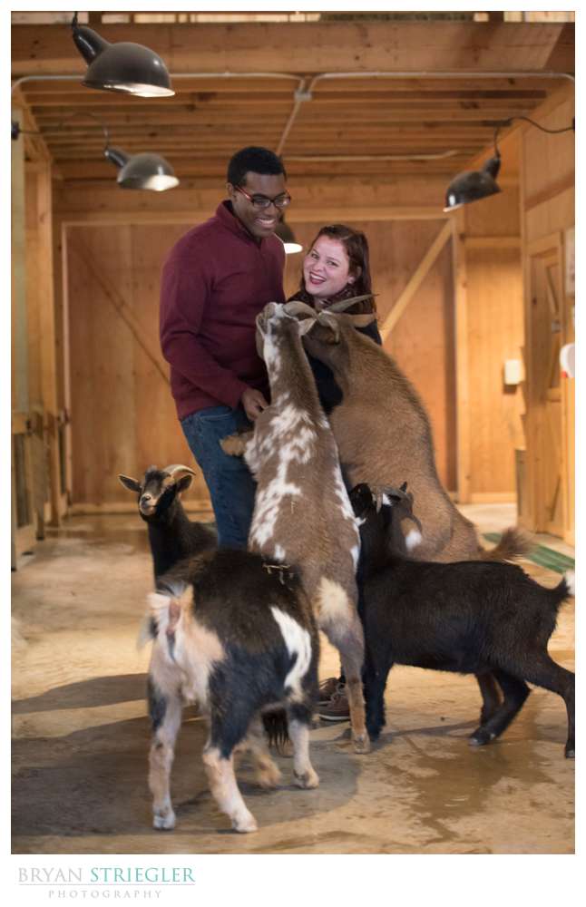 engagement photos with goats at the Little Rock Zoo