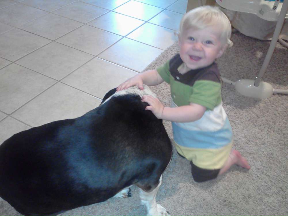 Young child with basset hound