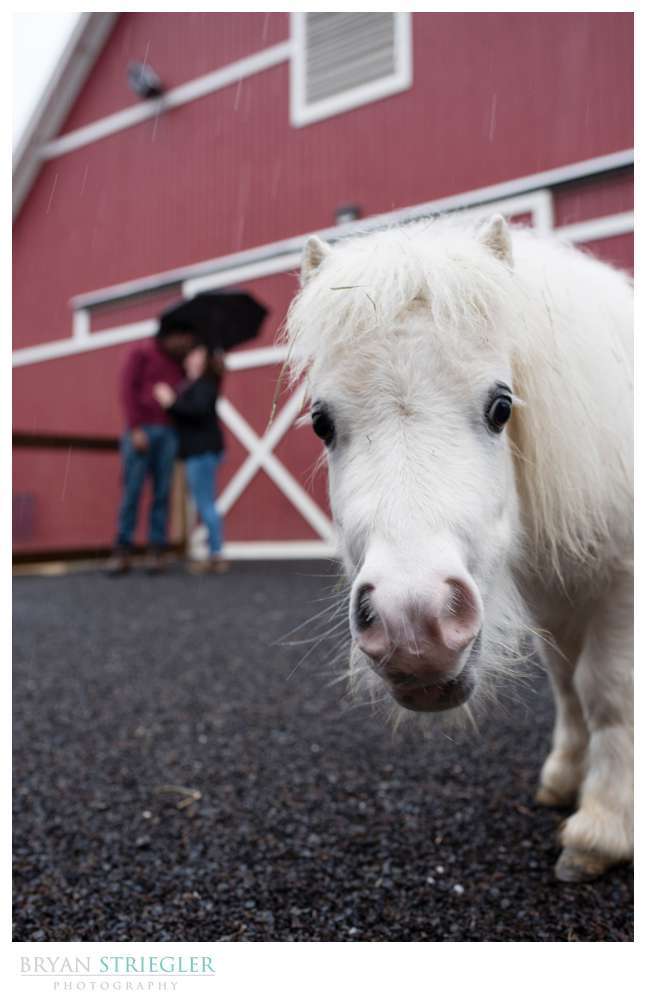 miniature pony with engaged couple kissing in the background