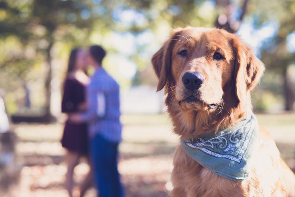 dog with kissing couple