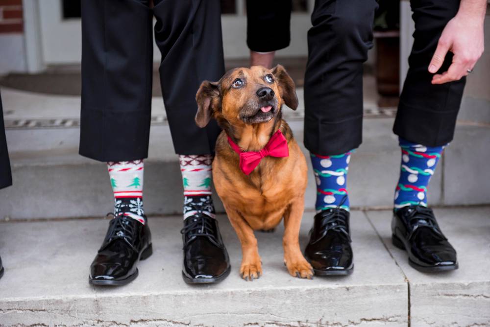 dog with bowtie at wedding