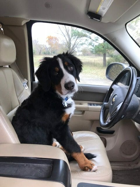 Bernese mountain dog driving a truck