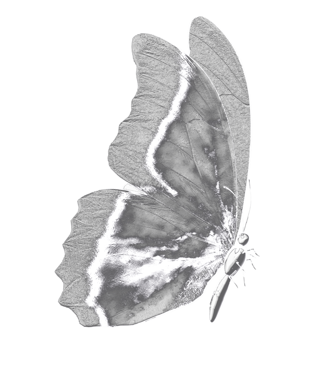 About Us Butterfly