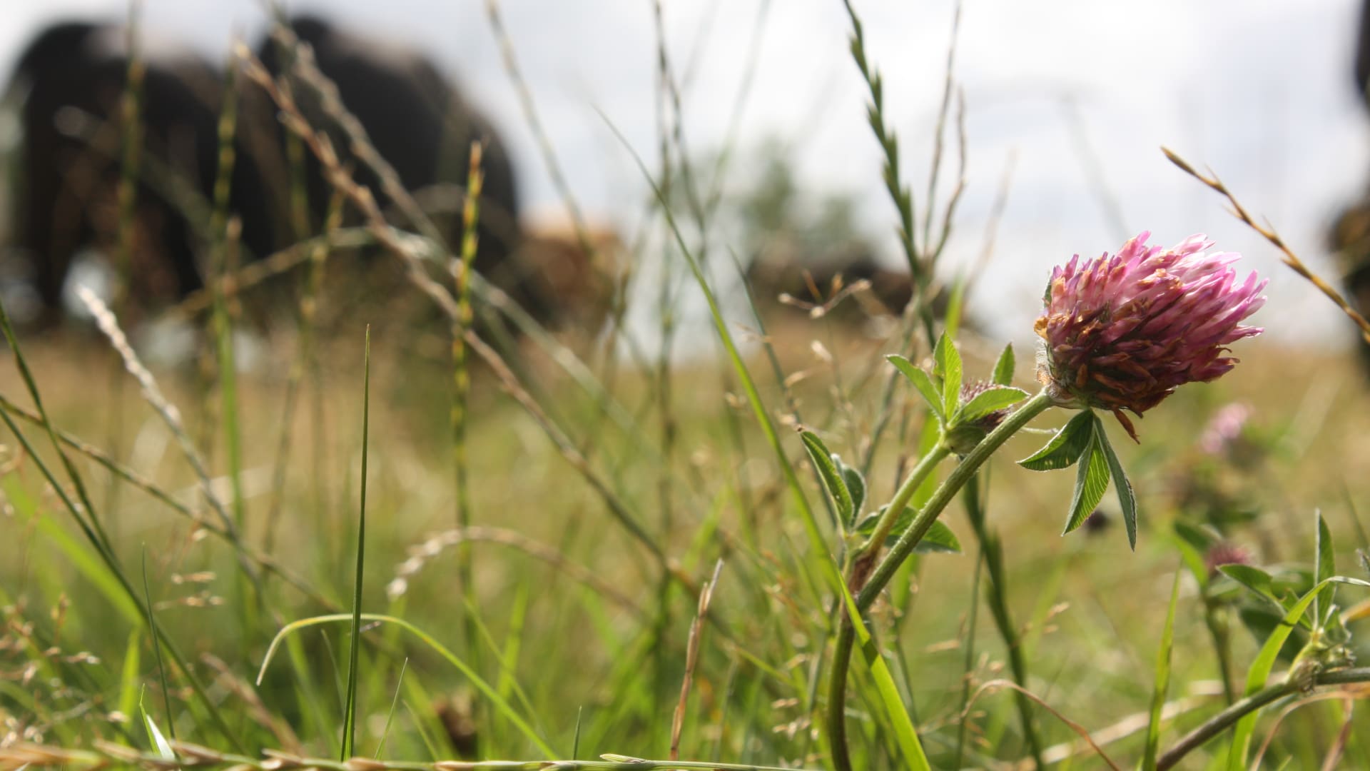 Flowering red clover in front of our grazing cows