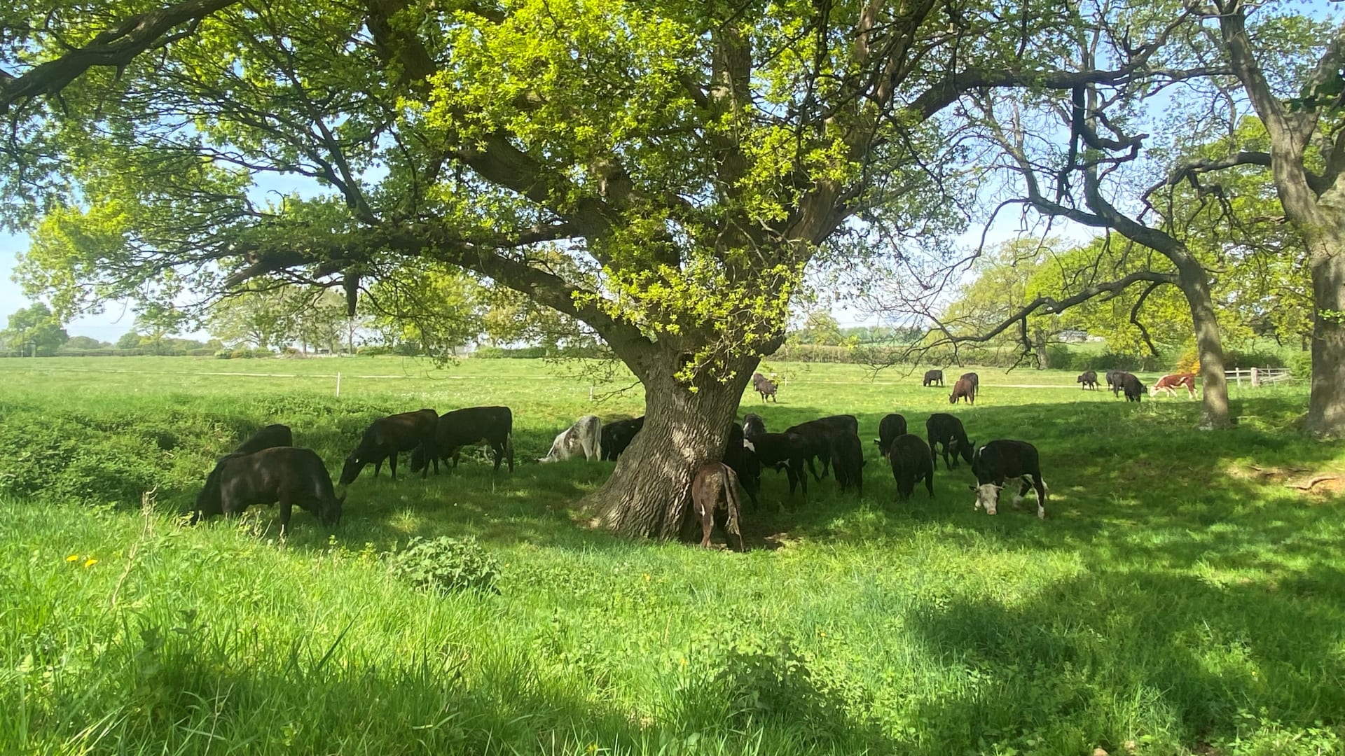 Group of the Old Park Organics heard grazing in the lush summer field of grass with a splendid tree as their backdrop