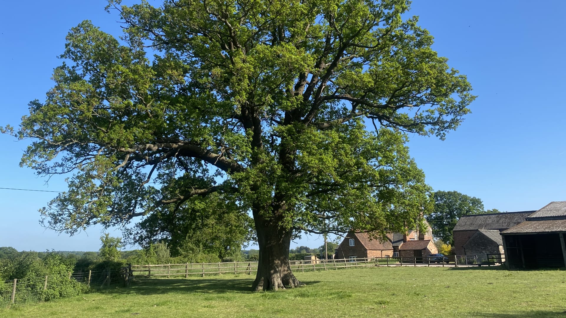Old Park Organics farm showing a magnificent ancient oak tree in a green pasture with traditional red brick farm buildings in the background under a bright blue sky