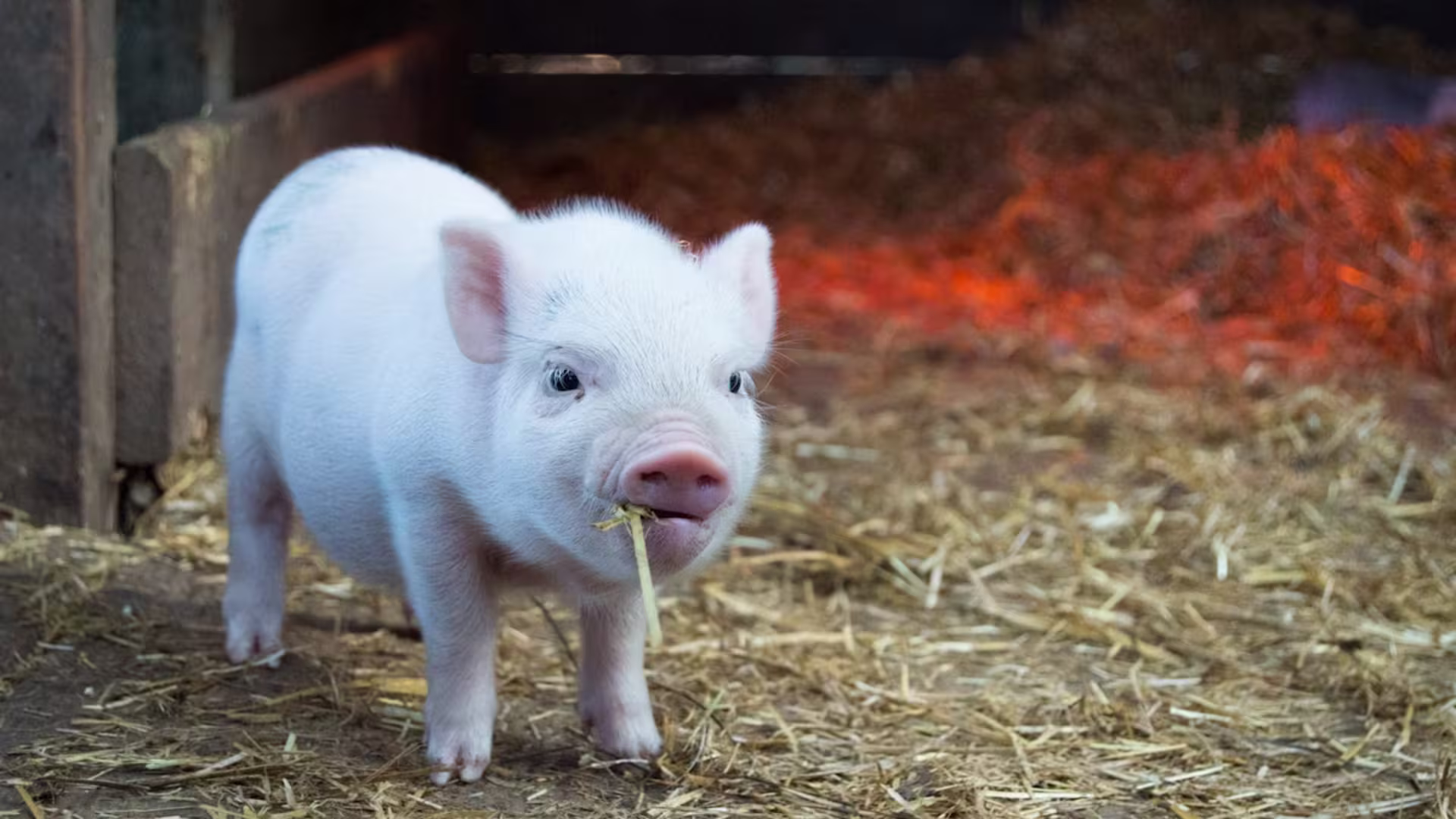 Old Park Organics farm showing a little pink piglet