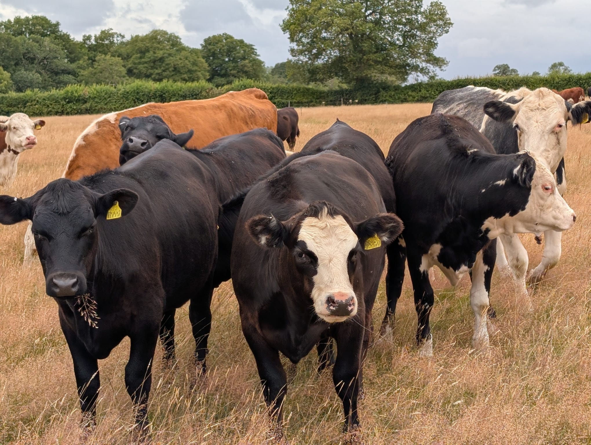 Cattle grazing on organic pasture at Old Park Organics