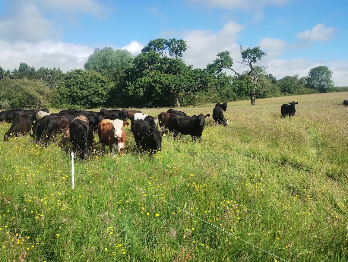 Cattle grazing on diverse pasture