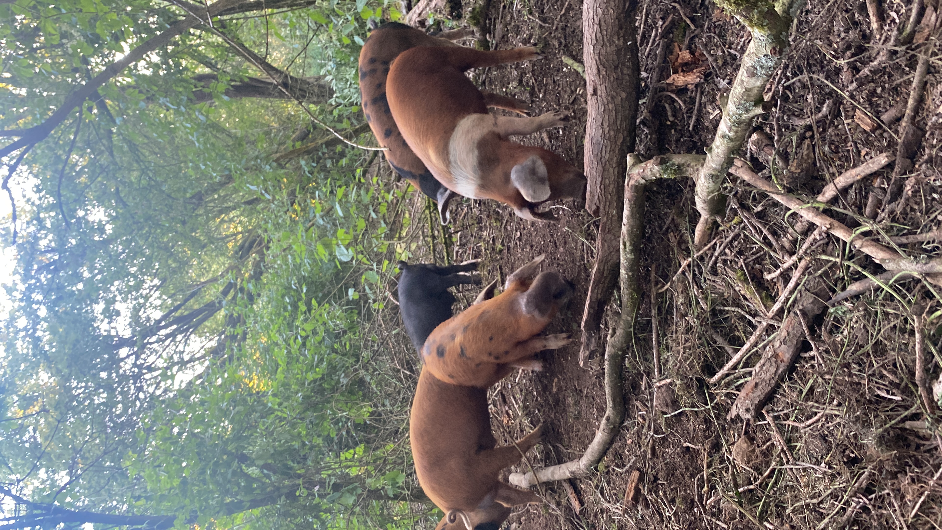 Large Black pigs foraging in woodland