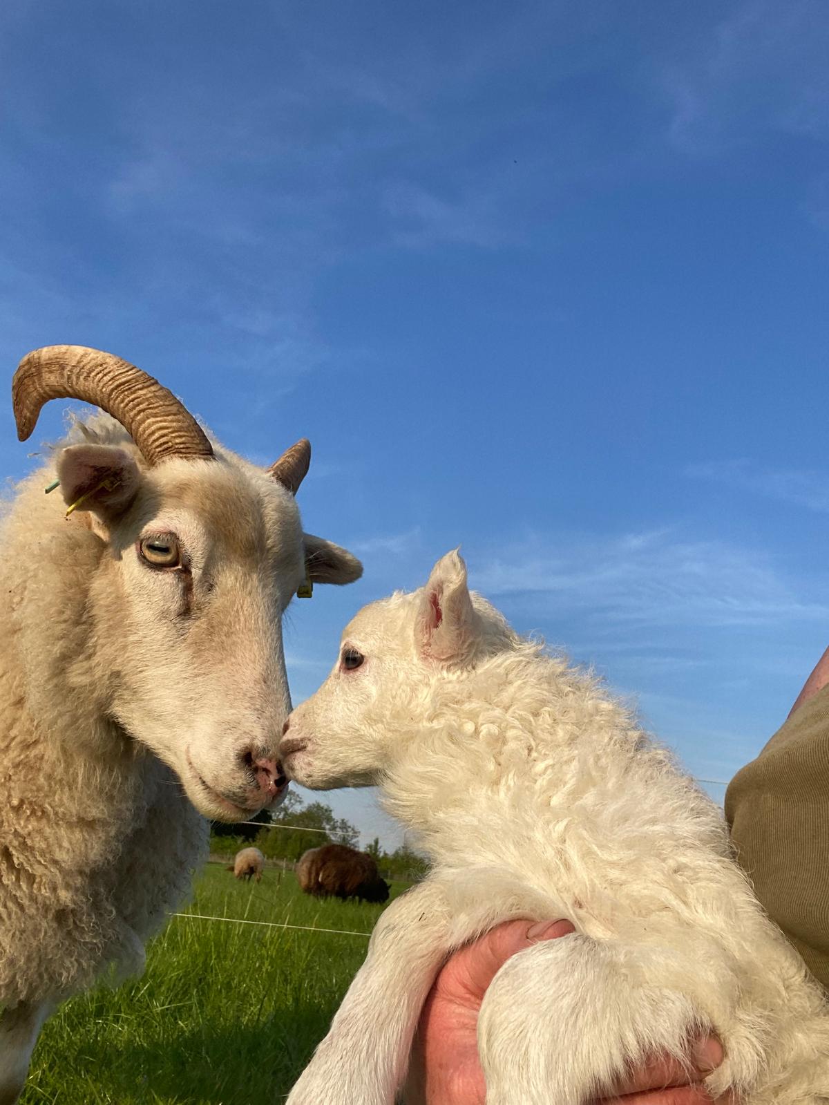 The Inkpot | Permaculture Organic farm