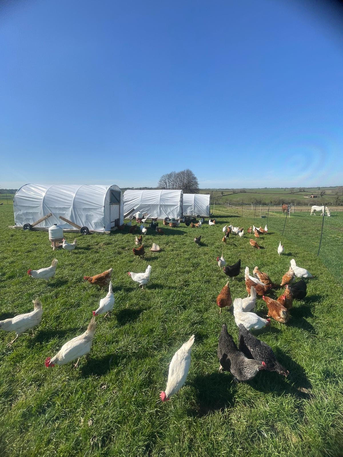 Shing | Astwell Castle