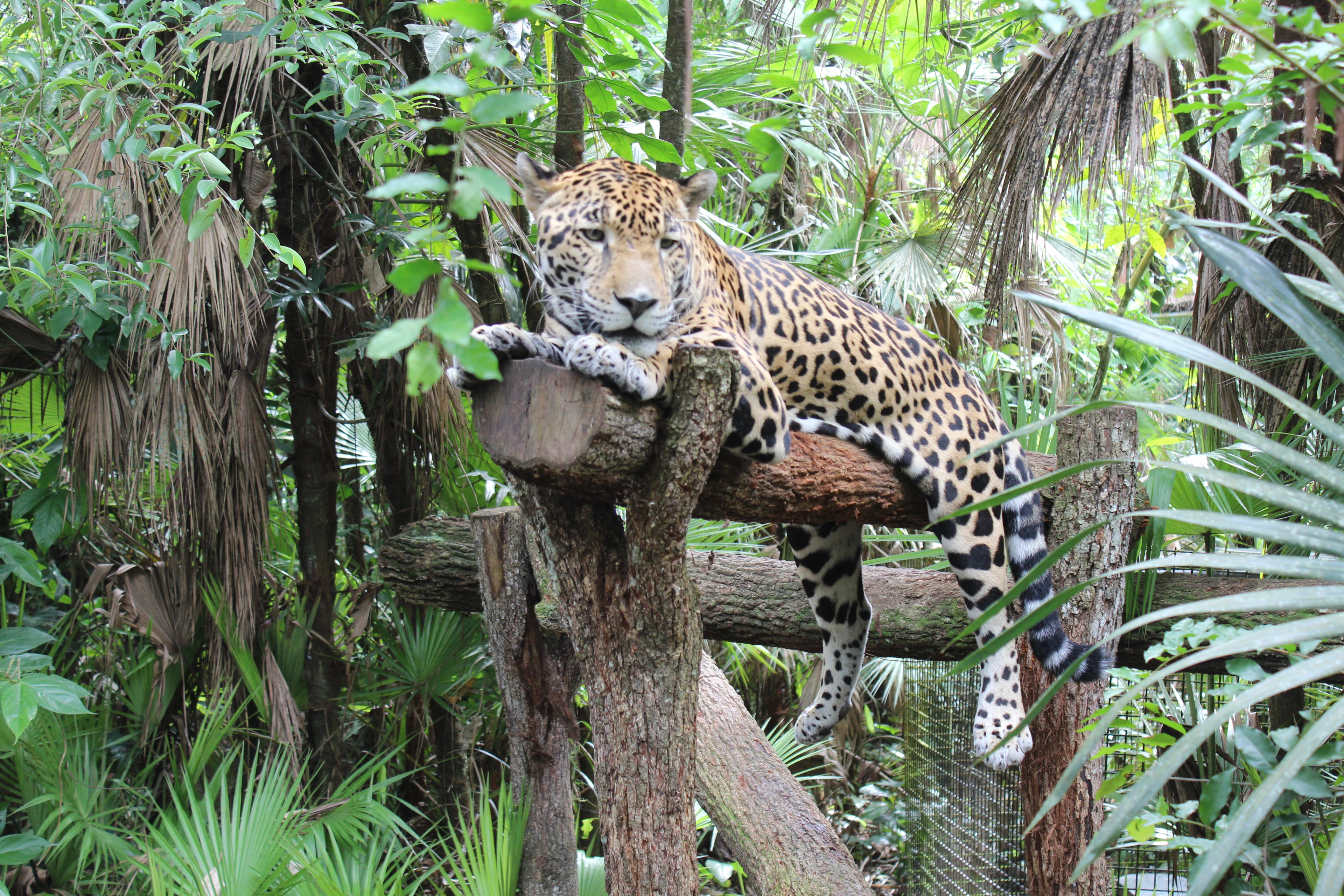 Guests exploring a Belize zoo day trip