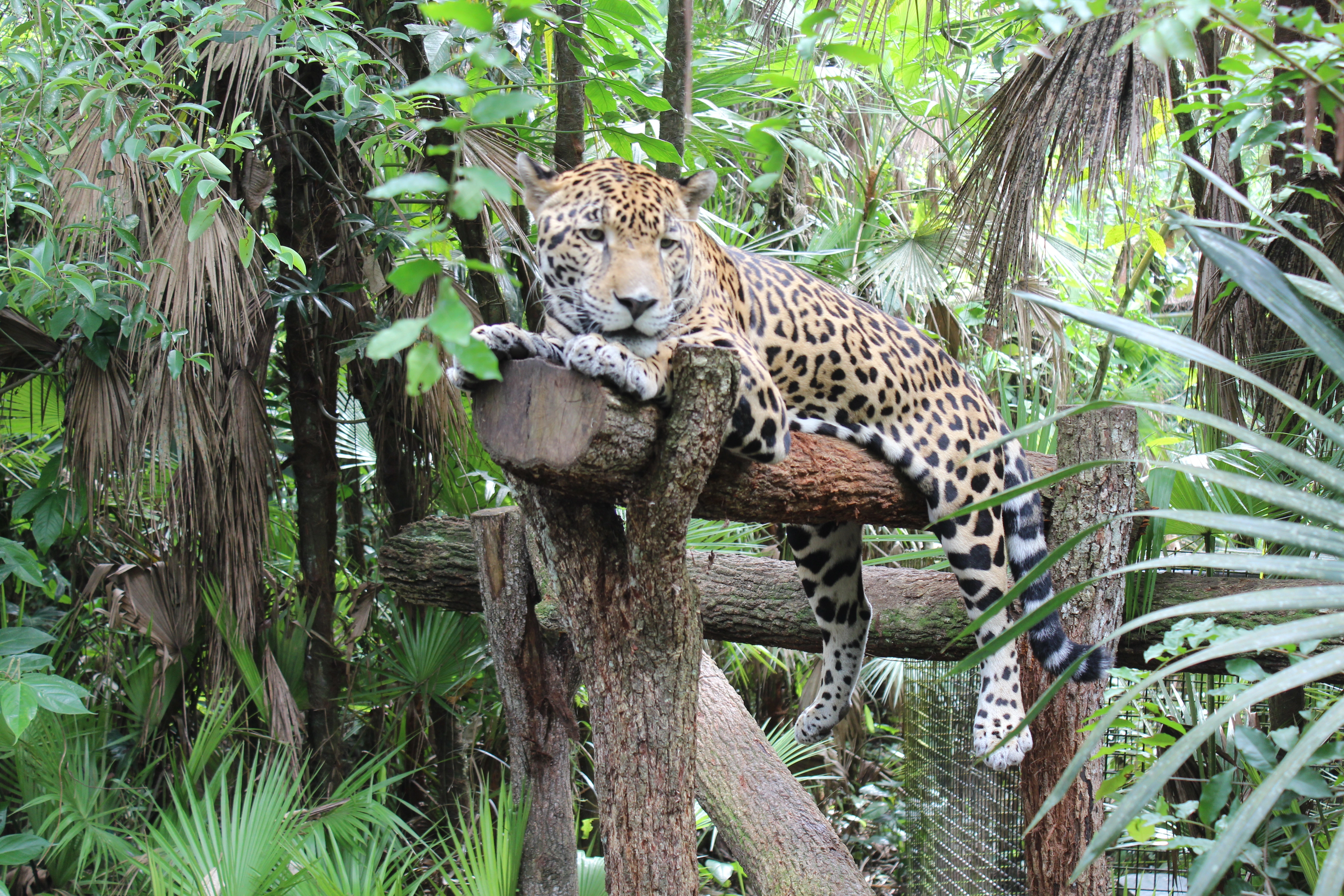 Zoo visit in Belize