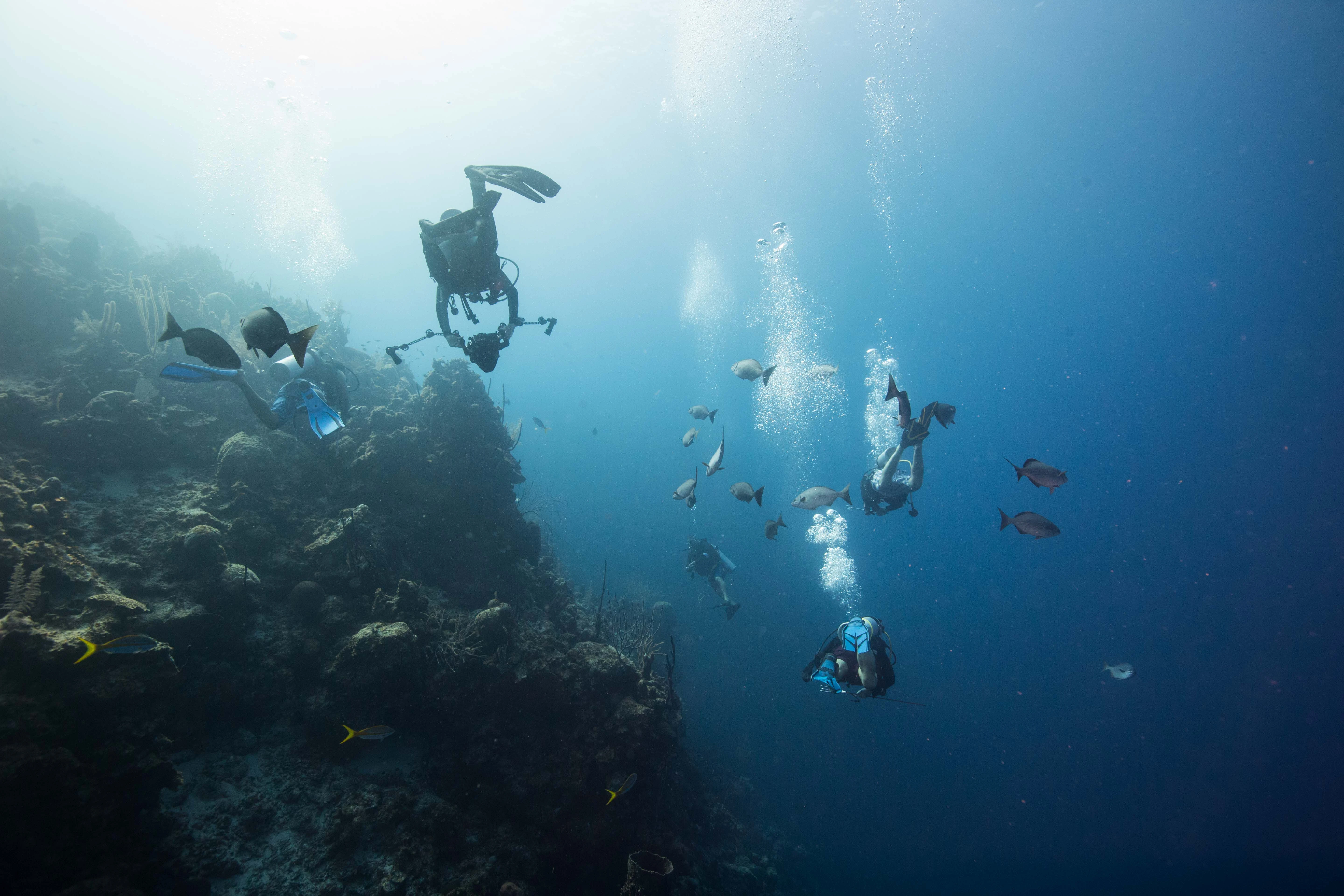 Diver photographing marine life