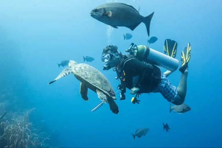 Sea turtle swimming alongside divers