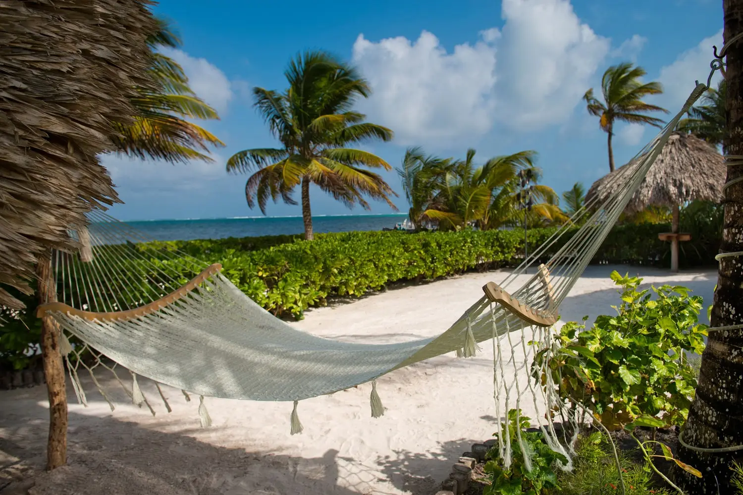 Hammock and palms by the water