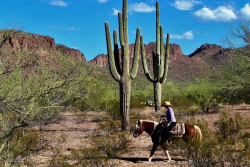 Desert Trails & Western Tales
