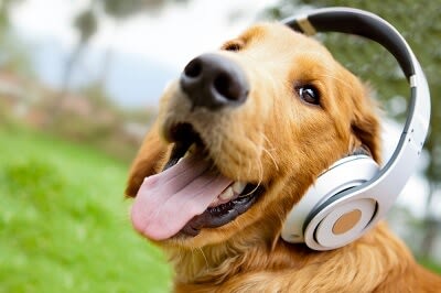 Animal Hearing Abilities Animal Hearing Abilities