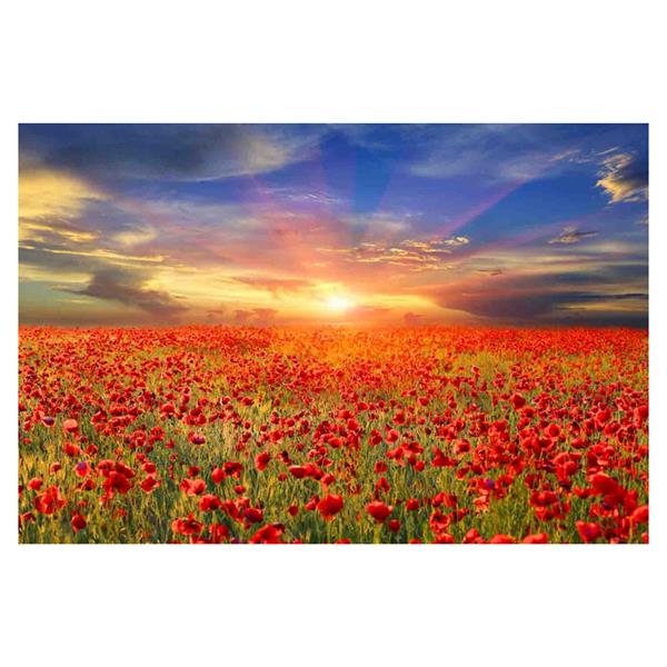 All the Poppies 