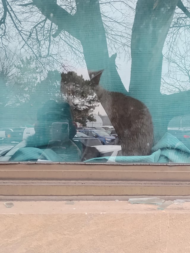 Stray Kitten Found in Kenfield Area