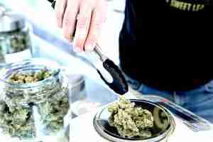 Buffalo's Legal Cannabis Market Continues to Grow