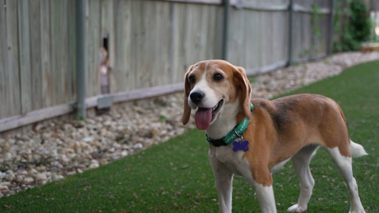 Beagles Rescued from Wisconsin Research Lab Find New Homes