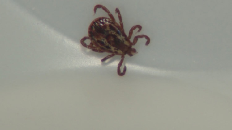 Tick Bites on the Rise in Western New York