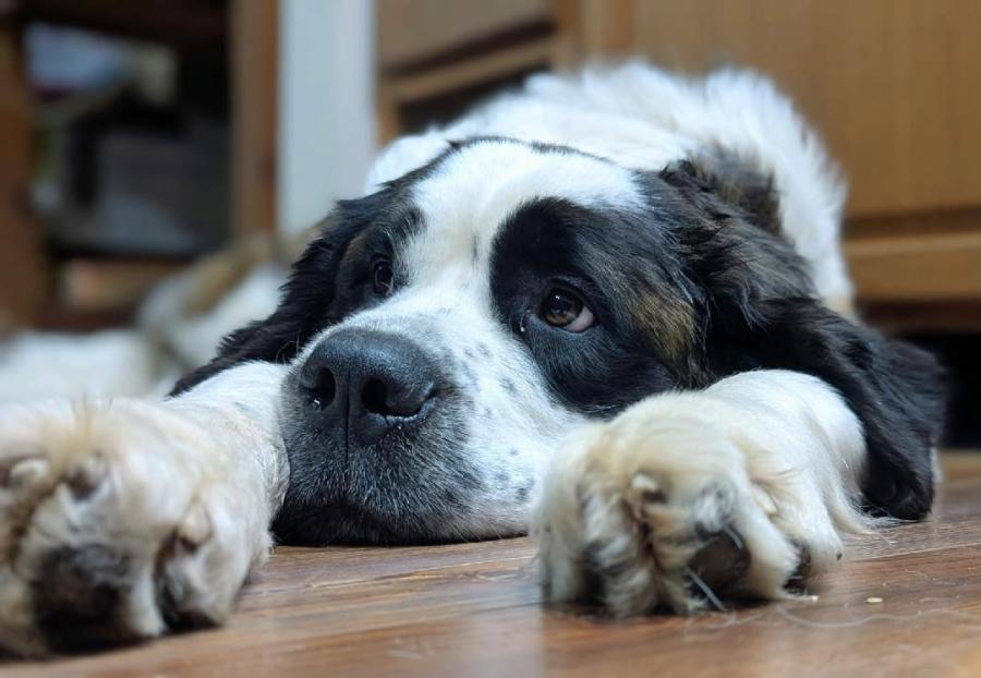 St. Bernard Looking for Forever Home in Buffalo