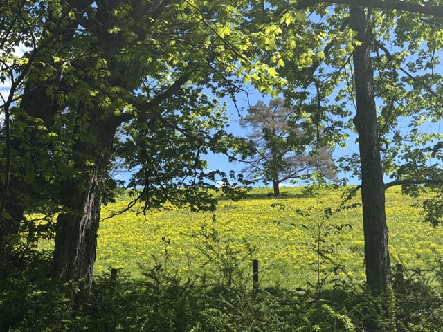 Yellow Fields of Flowers Bloom in Western New York