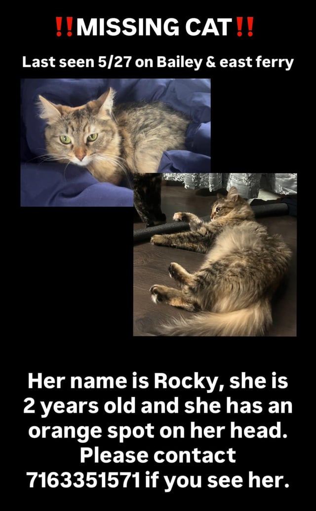 Missing cat in Buffalo