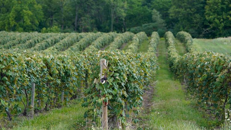 New York Requests USDA Disaster Aid Following April Crop Freeze