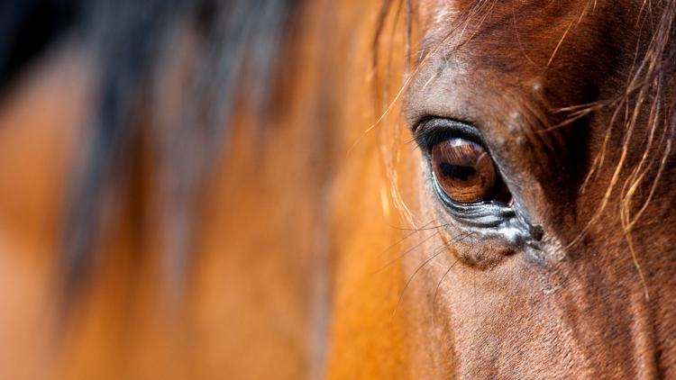 Teenage Girl Faces Charges for Stabbing Horses at Equestrian Event