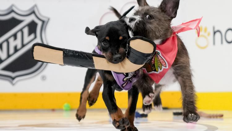 NHL's 'Stanley Pup' Returns for Third Year