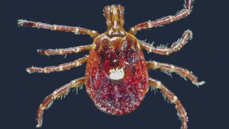 Tick-Borne Illness Spreads Across the US, Affecting Buffalo Residents