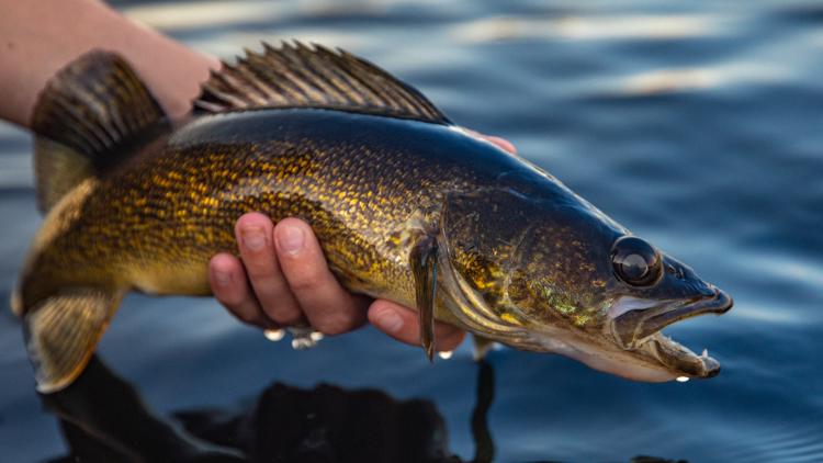DEC Issues Tickets for Illegal Walleye Fishing in Niagara River