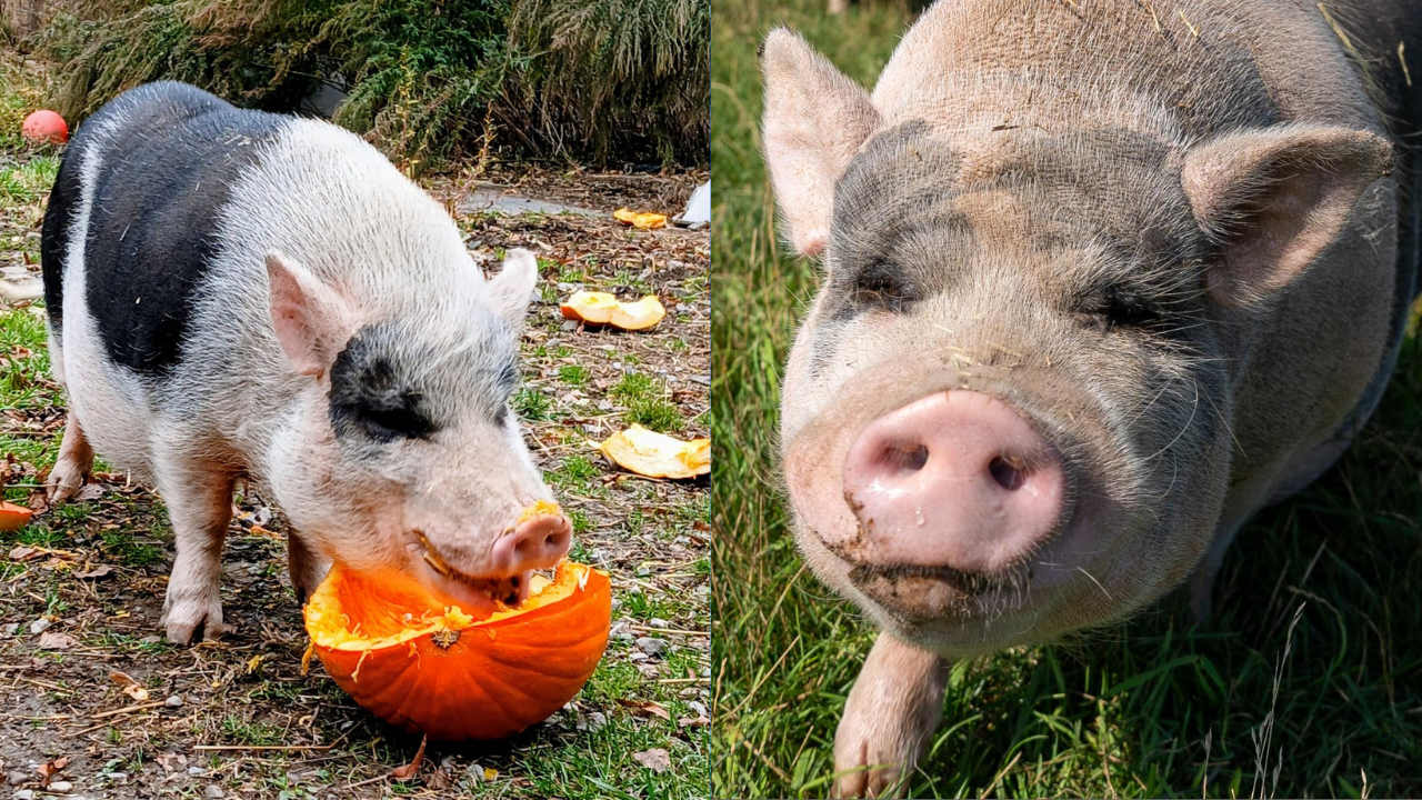 Lollypop Farm Features Timothy as Pet of the Week