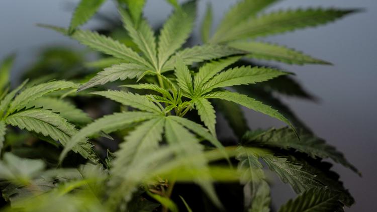 Supreme Court Ruling on Marijuana Users and Gun Ownership