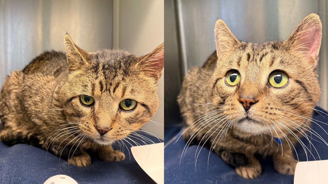 Pet of the Week: Tiger the Domestic Shorthair Cat