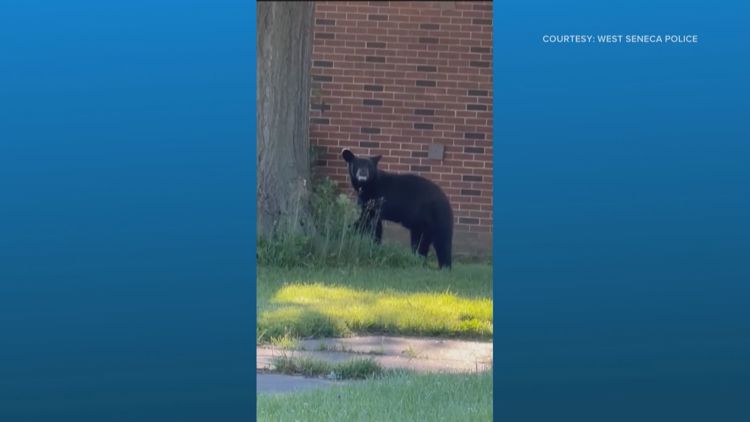 Bear Sightings Continue in West Seneca