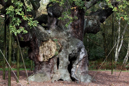 Rochester Mourns the Loss of a Legendary Tree