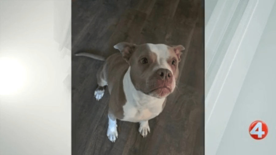 Buffalo Animal Shelter Seeks Forever Home for Scarlett