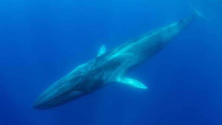 Endangered Fin Whale Found Dead on Cruise Ship