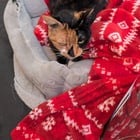 Lost Cat Found in East Amherst