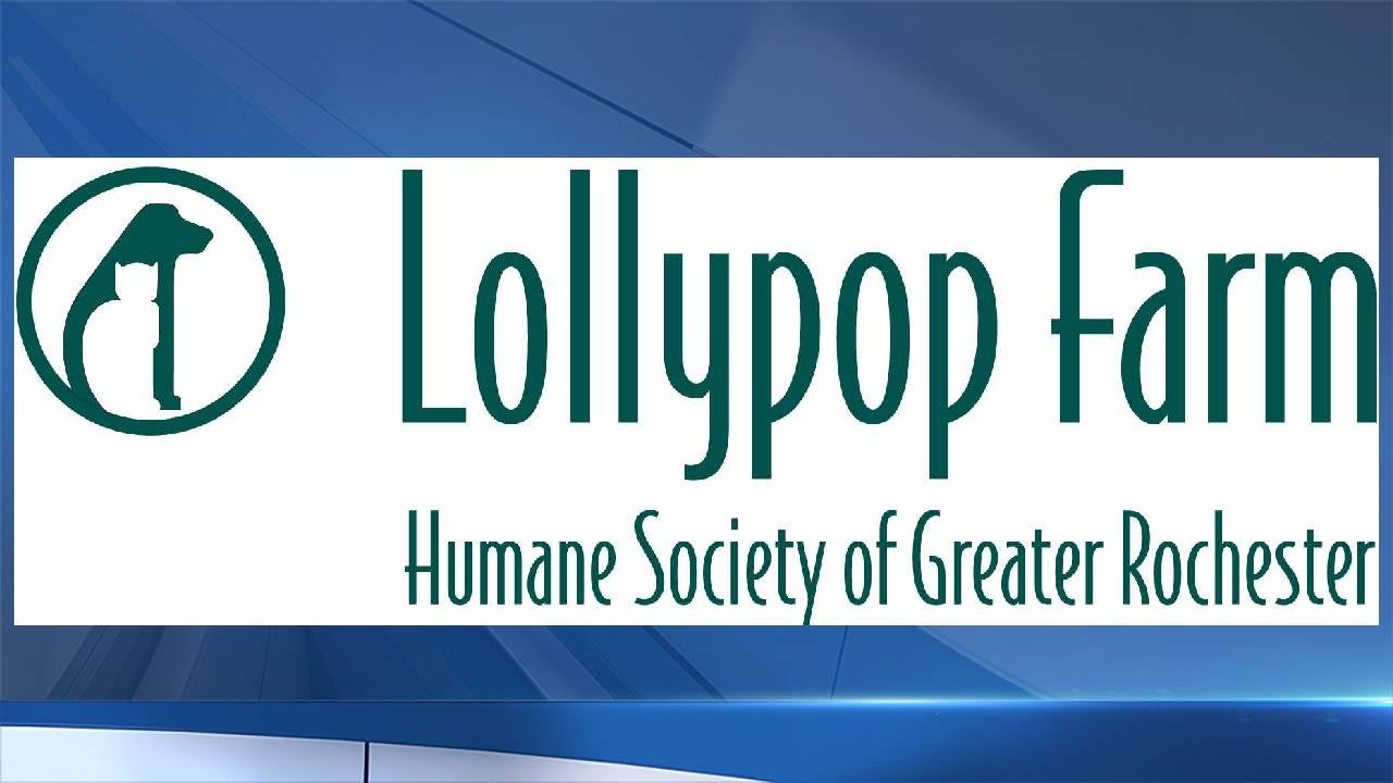 Lollypop Farm Temporarily Pauses Veterinary Services for Partner Rescues