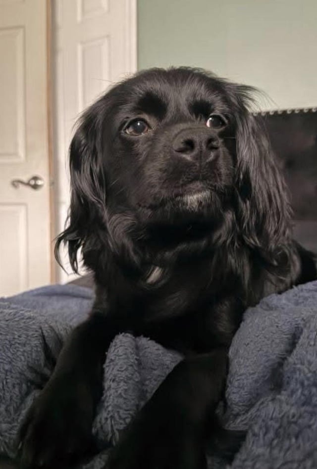 Missing Dog Lola Found in Lockport