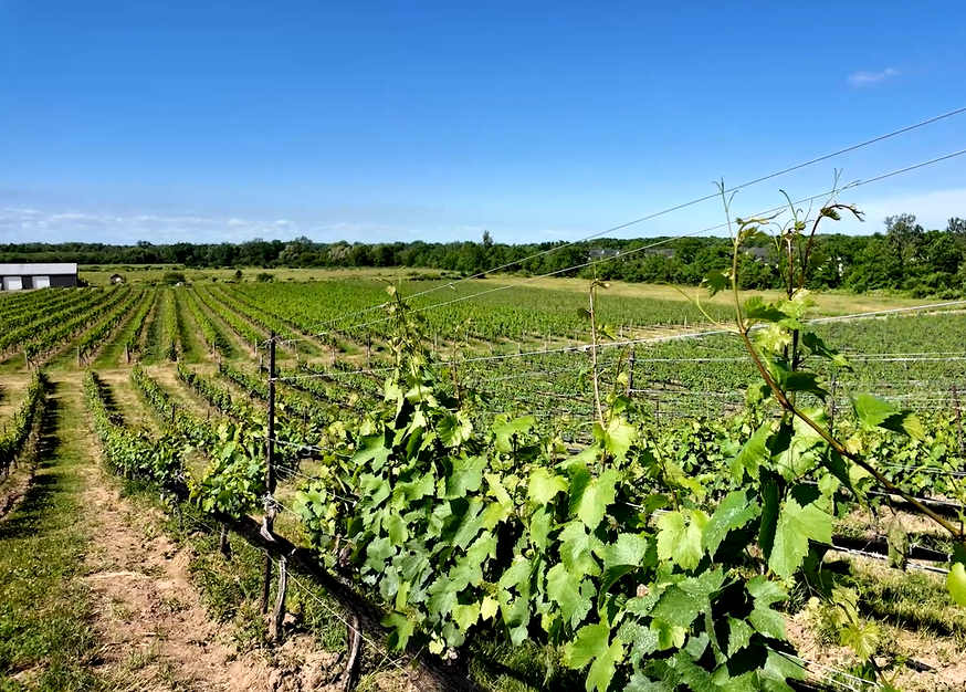 Buffalo Area Winery Offers Taste of Italy with Fresh Pizzas